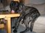 Mastiff engelsk mastiff Hogan - jeg ligger da ikke i sofaen far