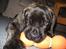 Mastiff engelsk mastiff Hogan - MIN MIN MIN