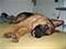 Schæferhund Maegaard's Falco R.I.P - uhh jeg elsker at putte med mor og far i sengen
