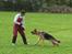 Schæferhund Maegaard's Falco R.I.P - Falco 11 mdr, laver bide arbejde med FCI-verdensmesteren Ismael de Vos