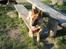 Schæferhund Maegaard's Falco R.I.P - Lidt tosset er vi vel alle