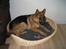 Schæferhund Maegaard's Falco R.I.P - Se "far" jeg har fået ny kurv