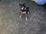 Blanding af racer Lady R.I.P - den farlige lille hund !!! PAS PÅ !<3