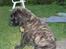 Mastiff engelsk mastiff Hogan