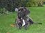 Mastiff engelsk mastiff Hogan