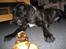 Mastiff engelsk mastiff Hogan