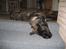 Mastiff engelsk mastiff Hogan