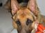 Schæferhund Maegaard's Falco R.I.P - 1 år g stadigvæk dejlig!!