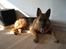 Schæferhund Maegaard's Falco R.I.P - Falco 10½ måned, hvor er han dejlig