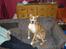 Amerikansk staffordshire terrier trine