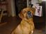 Rhodesian ridgeback Djambo - Er jeg bare ikke lækker