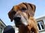 Rhodesian ridgeback Djambo - nam nam et kødben