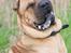 Shar pei cosmo *død* - Er jeg ikke køn