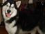 Alaskan malamute Ron - Hej smukke
