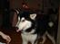 Alaskan malamute Ron - charme..charme