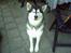 Alaskan malamute Ron - Jeg er sååå træt