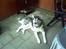 Alaskan malamute Ron - Hej far