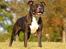 Staffordshire bull terrier Mathilde - 26 måneder