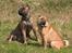 Shar pei cosmo *død*