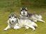 Alaskan malamute lucas - neej vi hygger os...