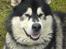 Alaskan malamute lucas