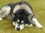Alaskan malamute lucas - ZZzzzzz!!!! GAB!!""
