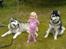 Alaskan malamute lucas - "sit, lucas dæk, silver" :)