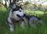 Alaskan malamute SILVER