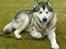 Alaskan malamute SILVER