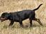 Blanding af racer Amweiler Fix *26-5* - *Nyt* Tosafoto 