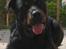 Rottweiler Kaiser RIP  - Ligger lige og ser interreseret ud!