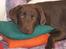 Labrador retriever Basse - Jeg elsker puder