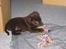 Labrador retriever Basse