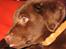 Labrador retriever Basse - Jeg rækker tunge