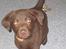 Labrador retriever Basse - Det er spændende