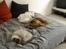 Blanding af racer Chios ~ Græsk Gadehund ~ - Hygge med bimserne Mika & Cherrié...