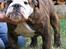 Engelsk bulldog Arne - i´m a bad boy