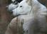 Siberian husky Caia