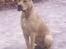 Blanding af racer Rocko