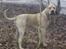 Blanding af racer Rocko