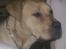 Blanding af racer Rocko