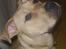Blanding af racer Rocko