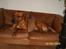 Rhodesian ridgeback Rafiki - Rafiki i hans sofa
