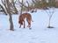 Rhodesian ridgeback Rafiki - Rafiki kigger på sin bold