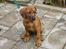 Rhodesian ridgeback Rafiki - Rafiki som hvalp