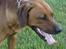 Rhodesian ridgeback Rafiki - Rafiki på gå-tur