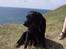Labrador retriever Dixie  - her var vi på gåtur på Nekselø, hendes sidste sommer . Hun er dejlig, ikke?