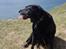 Labrador retriever Dixie  - igen på Nekselø. Hun sad sikkert og lurede på, om hun kunne stikke af fra os og skynde sig at bade i det lækre, blå vand :P