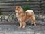Eurasier Casey (død juni 2011) - Eurasier Huset´s Casey 