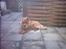 Eurasier Casey (død juni 2011) - Tager lige en slapper.